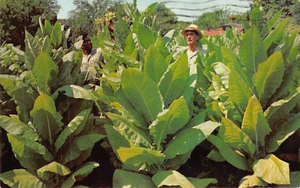 Postcard KY: Burley Tobacco Field in Kentucky, Posted 1963 - Picture 1 of 2