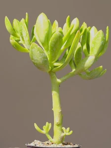 Sedum praealatum - HARDY Succulent - Picture 1 of 8