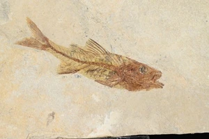 Grand Poisson fossile Dapalis Macarus Oligocene France 110mm - Picture 1 of 4