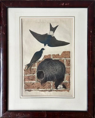 Kupferstich Jan Christiaen Sepp Mauersegler Vögel Segler 65 x 52,3 cm Antik - Bild 1 von 4
