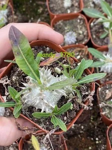 3 Stück Pachypodium Densiflorum X Brevicaule seltene Sukkulente Pflanze 2 cm - Bild 1 von 8