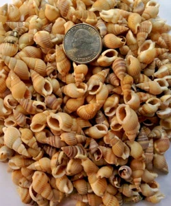 2 oz small micro sea shells for crafts arts wicca sea alters jewelry beach sbs13 - Picture 1 of 2