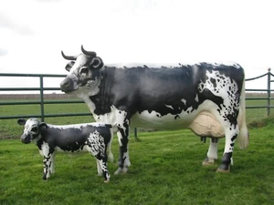Kuh lebensgroß mit Kalb aus unser von der Alm 3D😉Skulpturen HAEIGEMO Collection - Picture 1 of 16
