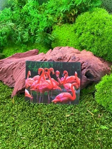 Flamingos Family 9x7cm 3D Refrigerator Magnet Card Picture - Picture 1 of 2