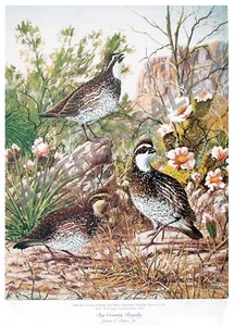 JAMES PARTEE JR. ART, BIG COUNTRY ROYALTY QUAIL 19 x 25.WILDLIFE LITHOGRAPHIE L/E  - Bild 1 von 8