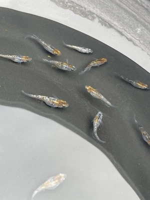 10+2 Medaka  Variety Pack.US bred High Quality Japanese Rice Fish - Image 1 of 4
