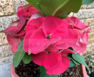 Euphorbia milii CHOMPO SETHEE Dornenkrone Corona de Cristo Riesenblüte SALE - Bild 1 von 16