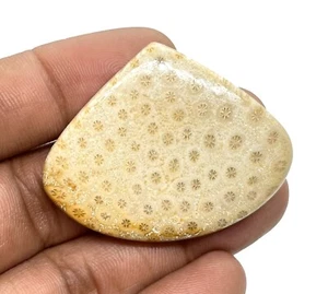 100 % Natural Fossil Coral Pear Shape Cabochon Loose Gemstone Making Jewelry - Bild 1 von 5