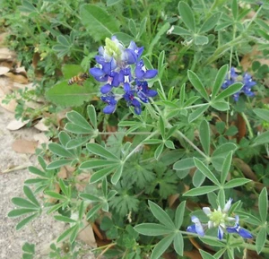 60 Texas Bluebonnet Seeds from Texas Because Texas (sixty lupine texensis seeds) - Picture 1 of 4