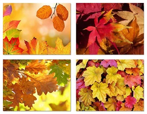 Herbstlaub Herbstkarten - innen leer mit Umschlägen - 5,5" x 4,25" - 12 oder 24 Packungen - Bild 1 von 8
