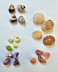 Grande collezione di lumache di mare 40 in totale cinque diverse famiglie specie - Foto 1 di 8