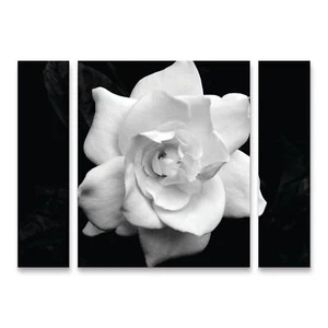 Trademark Fine Art Gardenia in Black and White by Kurt Shaffer, 18x24-Inch Ca... - Picture 1 of 3