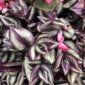 12 Cuttings Tradescantia Zebrina Wandering Jew Plant. Free Shipping - Picture 1 of 3