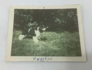 Cocker Spaniel Dog Name Ruggles-1974 Color Photo Snapshot - Picture 1 of 4