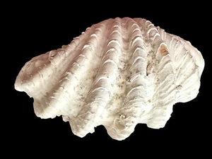 Natural Giant Fluted Clam Sea Shell Tridacna Squamous Seashell Ocean 10”x 6.5” - Picture 1 of 12