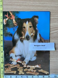 Lassie Collie Dog TV Show 1946 Promotional Scene Book Photograph - Picture 1 of 1