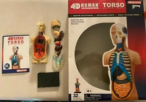 4D Menschliche Anatomie Torso Modell - Bild 1 von 1