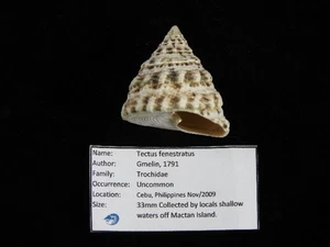Muschel Tectus fenestratus 33mm ID#9533 - Bild 1 von 4