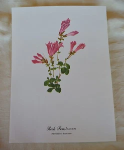 12” x 8 3/4” Kunstdruck von Rock Penstemon Penstemon Rupicola auf cremefarbenem Papier - Bild 1 von 4