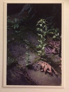 WOLFGANG TILLMANS, exhibition art card, Tate Modern gallery, 2017 - Picture 1 of 3