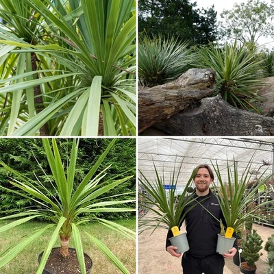 Cordyline Australis Palm Tree Plant Peko Evergreen Tropical Garden Shrub - Image 1 of 4