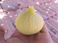 2 pieces FIG TREE SARIZEYBEK FIG Direct nursery