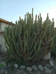 12" Cutting Cereus Peruvianis Apple Cactus - Picture 1 of 3
