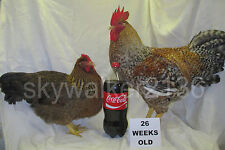 10+ Bielefelder Fertile Hatching Eggs. Flock is from 2011 & 13 import bloodline