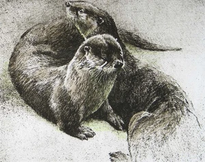 Robert Bateman - Otter Pair - Original Lithograph - Mint in envelope - Picture 1 of 1