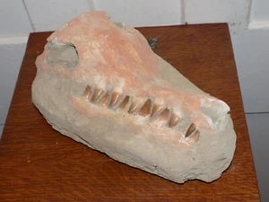 Vintage Large Fossil Found In Ocean Beach Colorado - Picture 1 of 6