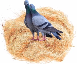 GAPS Coconut Fiber for Bird Nest, Chicks Nest Box - Nest Building/Hideouts, 5 oz - Picture 1 of 6