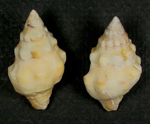 LEUCOZONIA NASSA 34-36mm BEAUTIFUL SPECIMENS San Key Lite off Key West, Florida - Picture 1 of 2