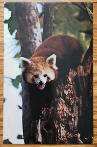 Tarjeta postal del zoológico nacional de Washington DC panda menor o rojo PC 1960 Capsco - Imagen 1 de 1