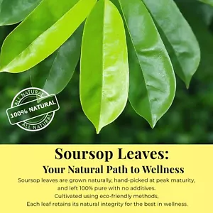 200+ Dried Soursop Leaves, Hojas De Guanabana Secas, Soursop Leaf Tea, 2.6 Oz - Picture 1 of 9