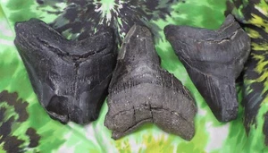 Megalodon Sharks Teeth 3 NO RESTORATIONS fossil sharks teeth tooth - Picture 1 of 2