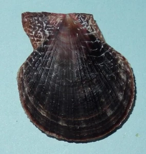 Laevichlamys squamosa BLACK PECTINIDAE Philippines Sea Shell - 39mm F++ #2125 - Picture 1 of 2