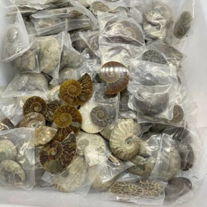 ¡EXCELENTE! Caracola de amonita natural espécimen de cristal fósil Reiki CUIDADO 1 KG 30 PIEZAS - Imagen 1 de 7