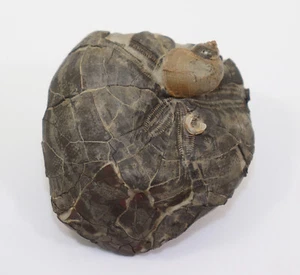 Riccio di mare, Hemiastro cossignyi, lumaca, ampullina, gesso, Alb, Troyes, FRA-c724 - Foto 1 di 7