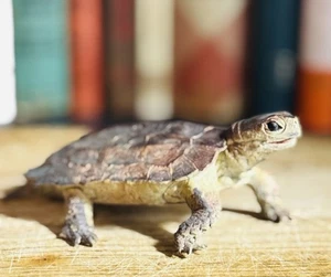 AAA gekerbte Schildkröte realistische Spielzeug Statue Figur Replik Bühnendekor Requisite - Bild 1 von 7