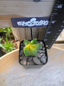 Astrophytum Myriostigma Nudum 'fukuryu' Variegated, Cactus/Succulent - Picture 1 of 3