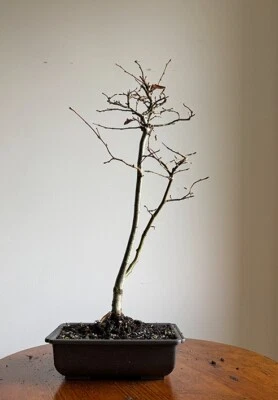 Hornbeam bonsai tree - Carpinus betulus (outdoor) Actual tree - Image 1 of 4