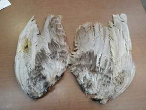 Full Lilac Turkey Wing Feathers PC11 - Picture 1 of 5
