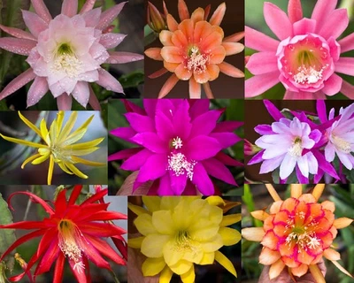 6) Mystery Epiphyllum Orchid Cactus Cuttings, Mixed colors, Assorted - No Names - Image 1 of 4