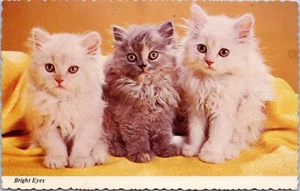 um 1950 helle Augen, drei süße Kätzchen, Vintage Chrom, Katzen, süß - Bild 1 von 2