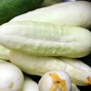 00562A white Cucumber 10 Samen weiße Gurke Gurken Seeds - Bild 1 von 1