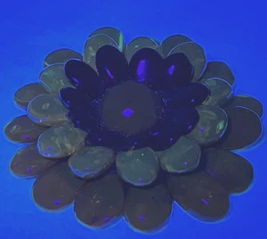 Baltischer Bernstein große Blume Anhänger Brosche 3 Farben 2,5" leuchtet - Bild 1 von 15