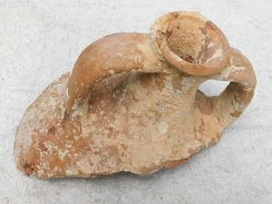 Anfora naufragio greco antico 10" ceramica frammento ellenistico epoca BCE manufatto - Foto 1 di 3