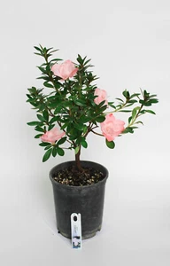 Satsuki Azalea  & like hybrid ' Star Light'  1 Gallon Flowering Bonsai Tree - Picture 1 of 2