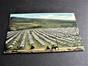 A California Fruit Ranch-1900s Unposted Postcard. RARE. - Picture 1 of 4