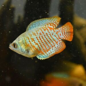 Live Neon Dwarf Gourami (Pack of 3 Freshwater Aquarium Fish) 